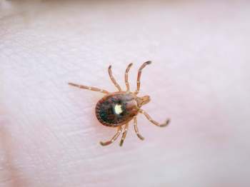 A close-up of a tick crawling on human skin.