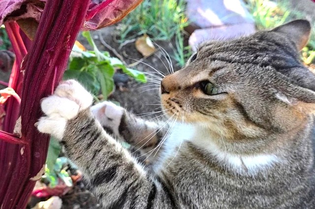 Brown striped cat with white paws is clawing at a deep red amaranth stem