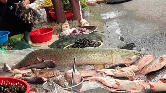 A variety of seafood displayed at a market stall.