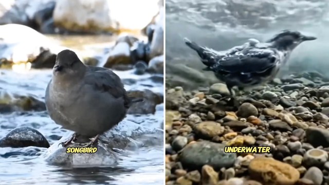 A bird on a rock by the water and standing underwater.