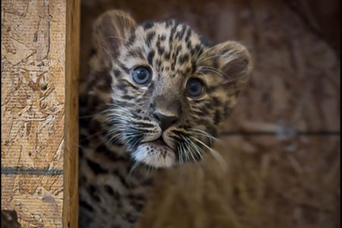 An Amur leopard cub.
