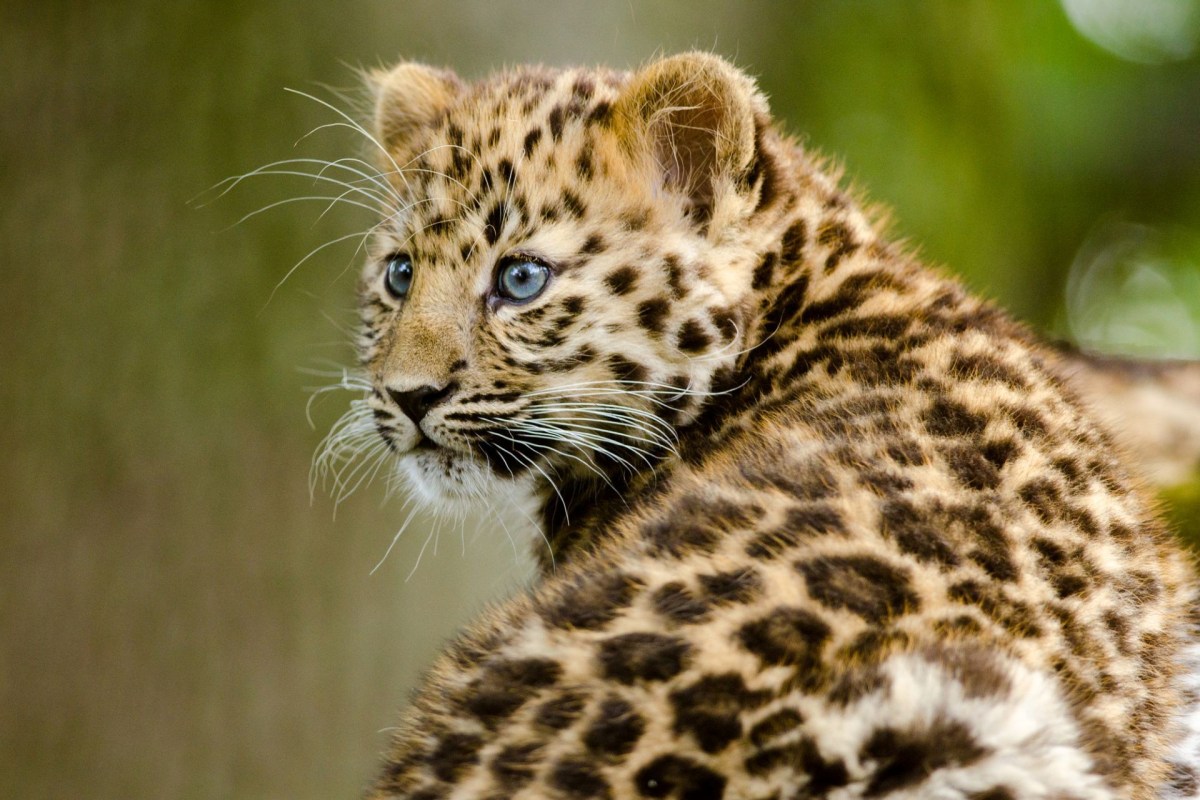 An amur leopard cub.