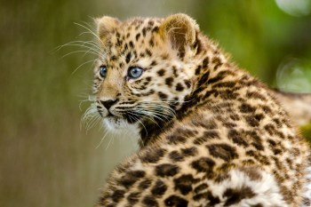 An amur leopard cub.