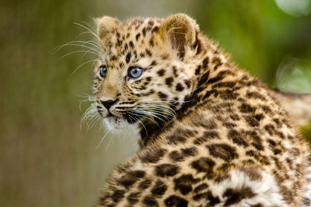 An amur leopard cub.