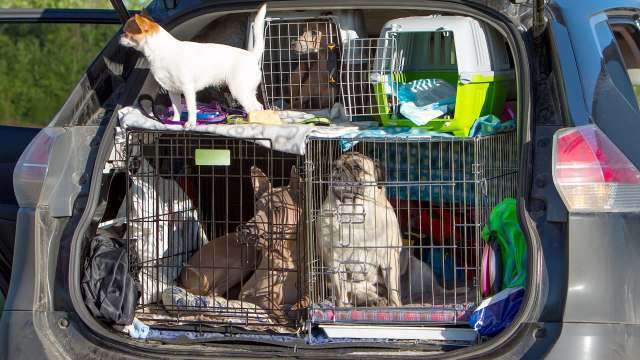 Dogs in crates in the back of a car.