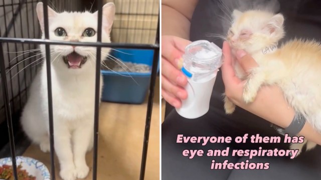 A cat meows through a cage, while another is held and gets sprayed with a mist.