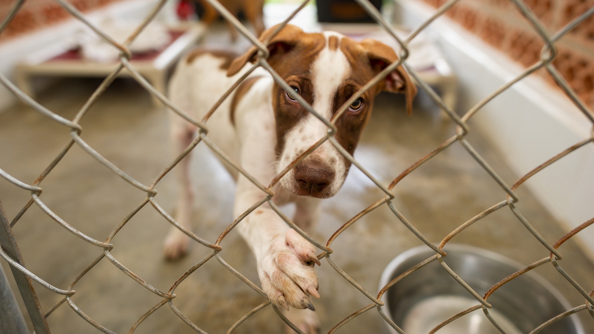 Near Colorado's largest wildfire, a shelter is reuniting evacuated pets with the...