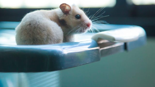 A close-up of a small, fluffy hamster sitting on the edge of a plastic container.