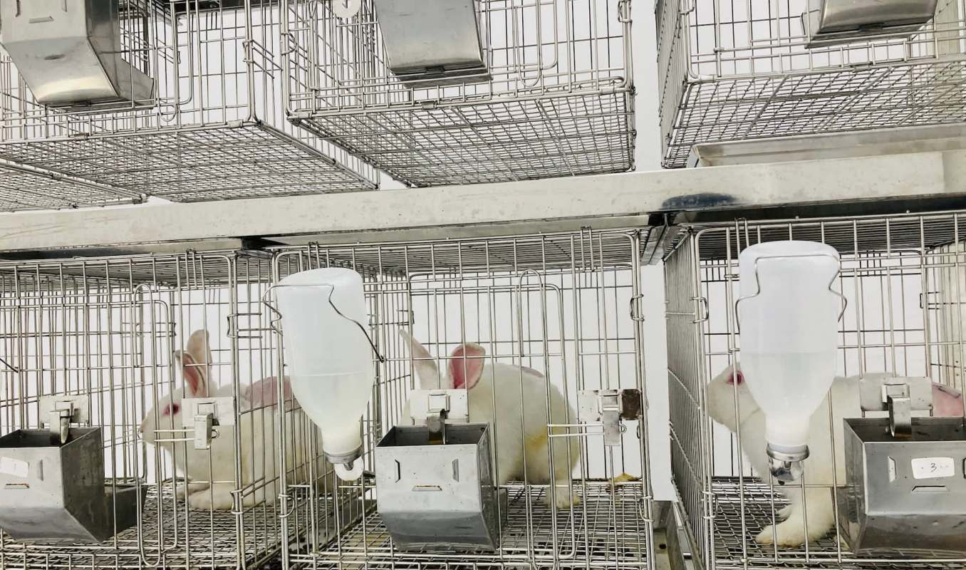 Three rabbits in wire cages, each with a water bottle and food container, in a clean, enclosed space.