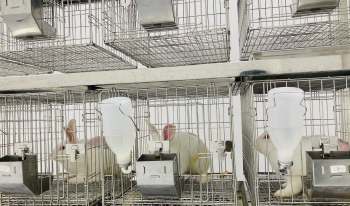 Three rabbits in wire cages, each with a water bottle and food container, in a clean, enclosed space.