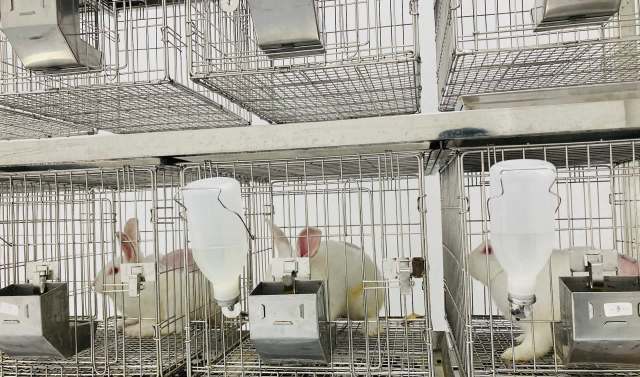 Three rabbits in wire cages, each with a water bottle and food container, in a clean, enclosed space.