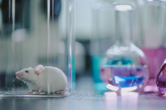 A white mouse in a lab setting.