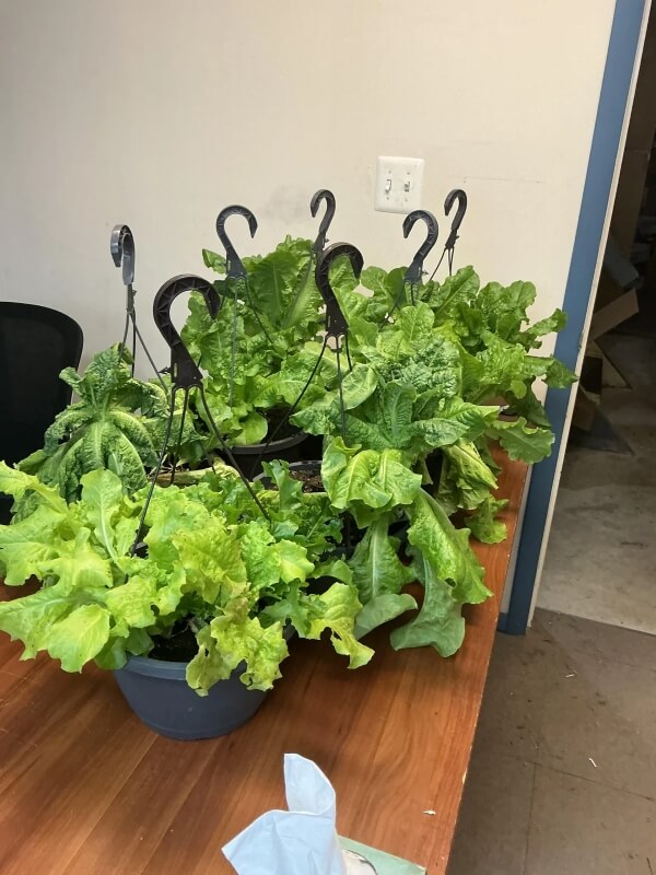 Lettuce in hanging baskets.
