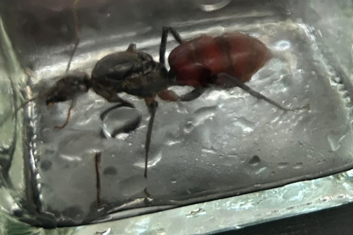 An ant in a glass container.