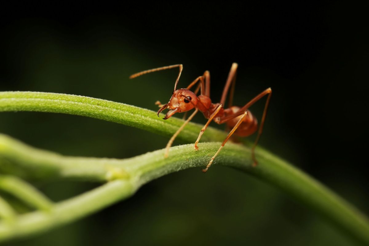 A fire ant perched on a green stem.