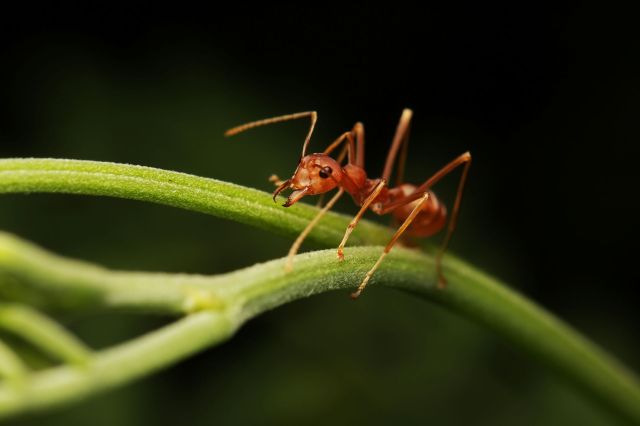 A fire ant perched on a green stem.