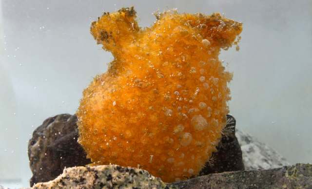 An orange aquatic organism with a textured surface and bubbles, resting on rocks underwater.