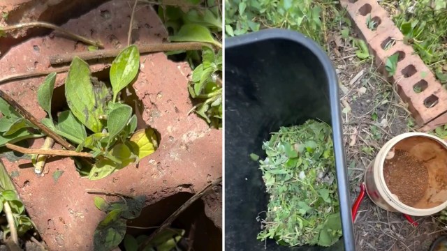 A close-up of green leaves growing near a brick and bins containing freshly gathered yard clippings and a brown powder.