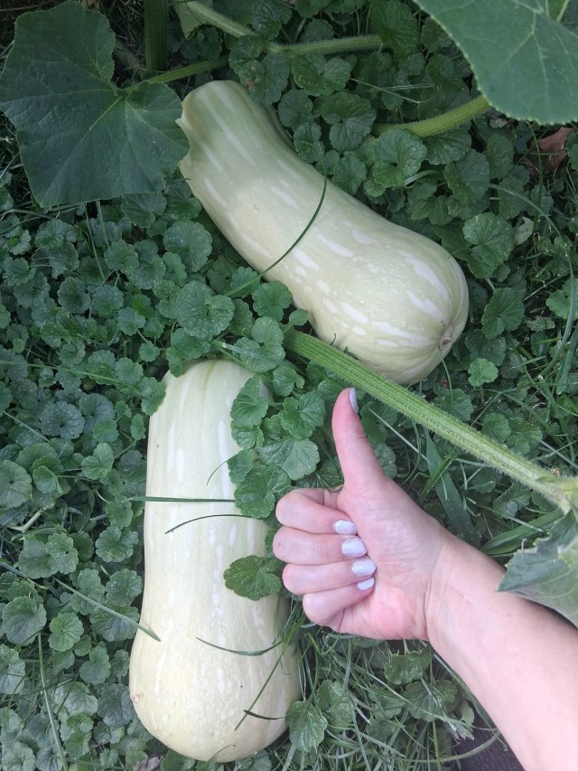 A thumbs-up in front of two large butternut squashes.