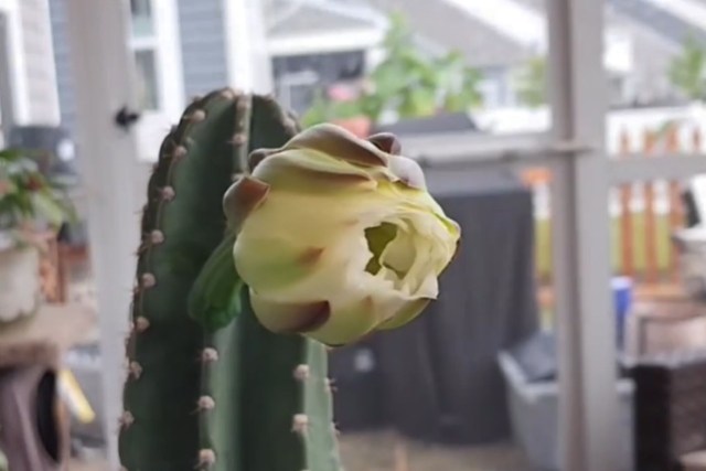 A close-up of a cactus with an opening flower, featuring pale yellow petals and reddish tips.