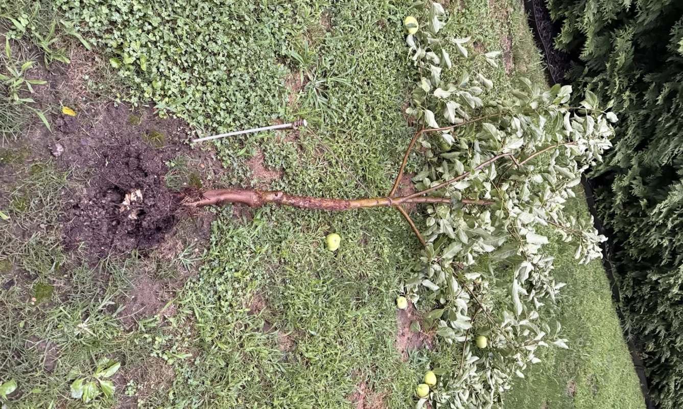 A small tree branch with leaves and fallen apples lies in the grass beside a dug-up area of soil.