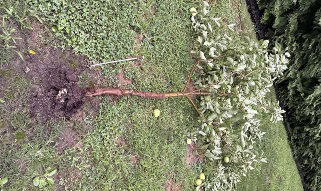 A small tree branch with leaves and fallen apples lies in the grass beside a dug-up area of soil.