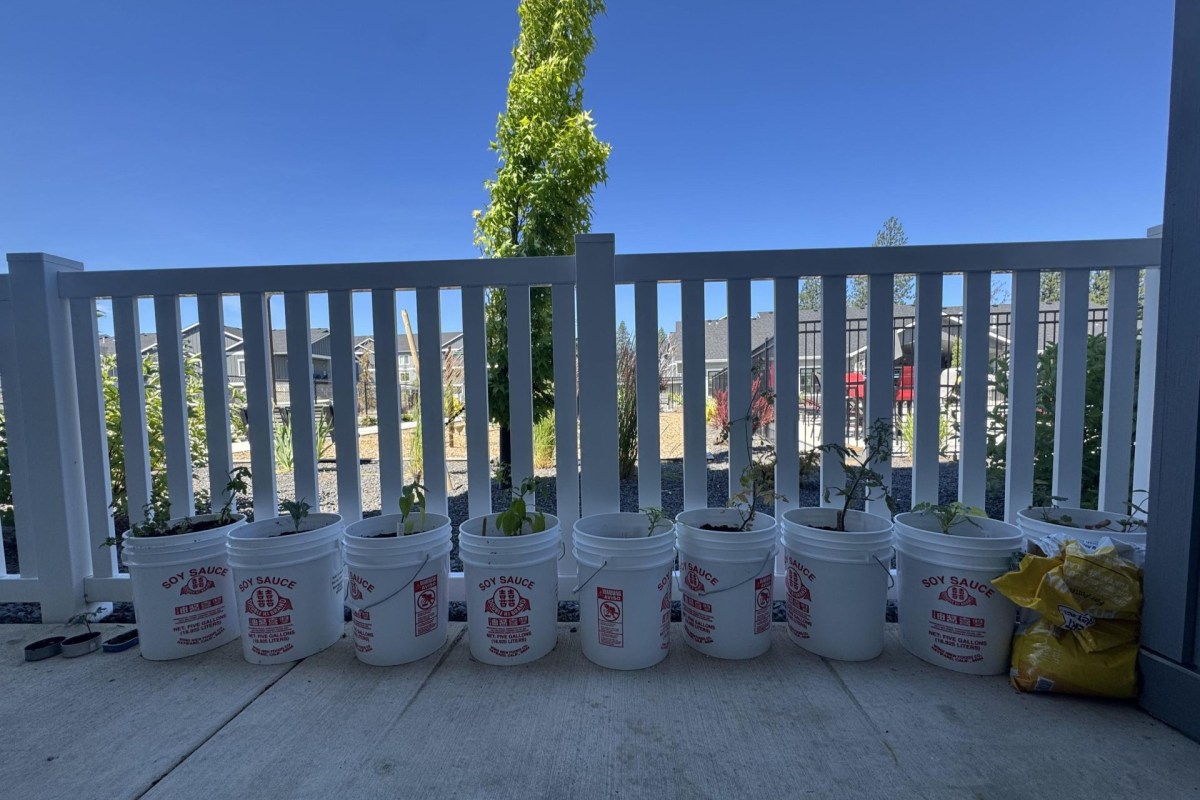 A row of white buckets with plants sits against a white fence.