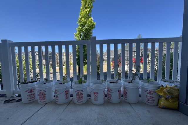A row of white buckets with plants sits against a white fence.