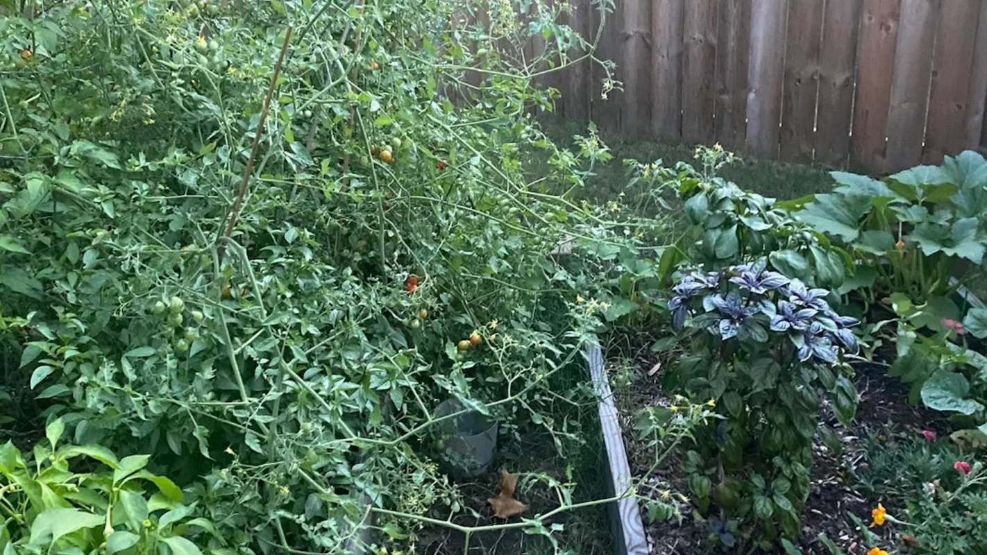 A lush garden with sprawling tomato plants, basil, and zucchini surrounded by a wooden fence.
