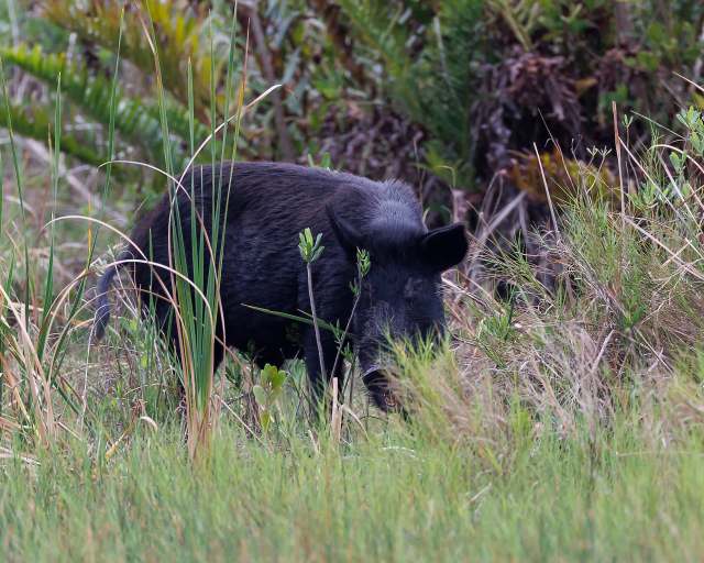 A wild black hog foraging through tall grass in a natural setting.