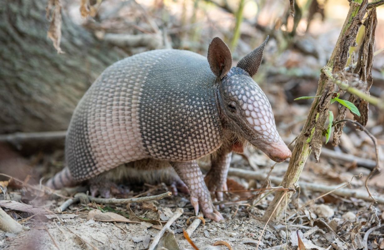 An armadillo in the woods.