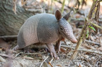 An armadillo in the woods.