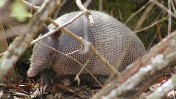 An armadillo forages among leaves and branches in a natural setting.