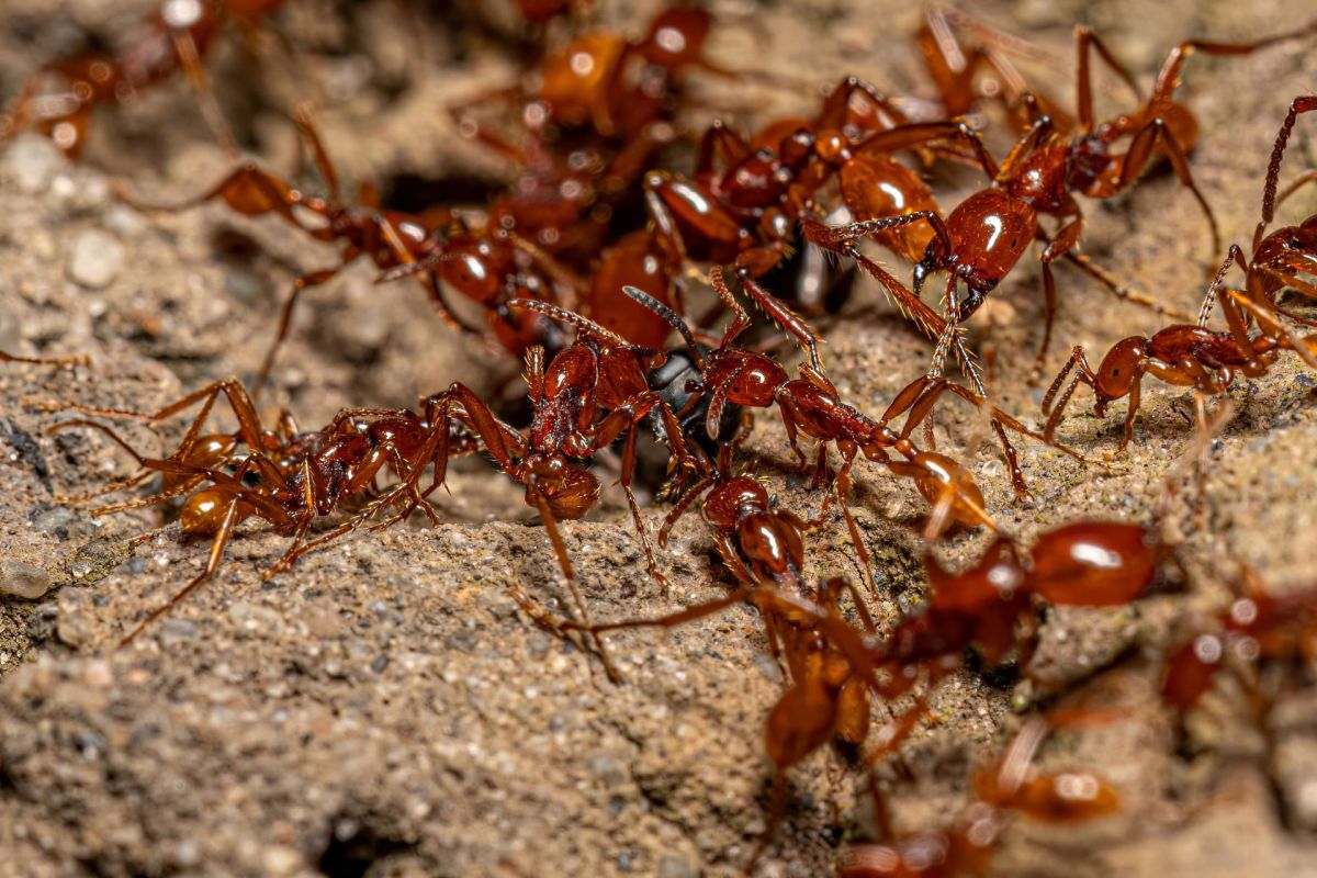 Army ants.