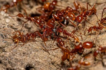 Army ants.