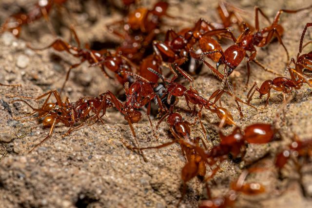 Army ants.