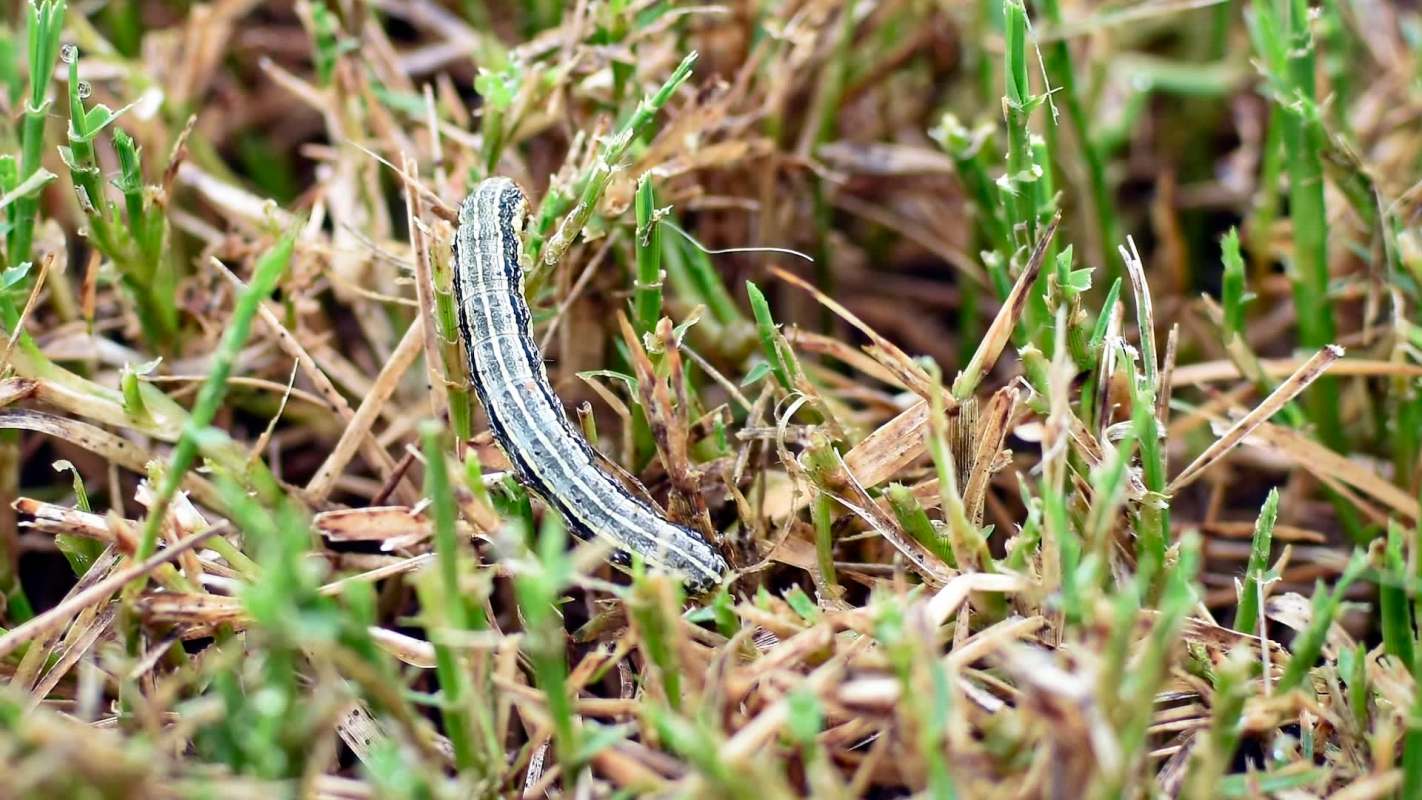 An armyworm on a patch of browning grass.