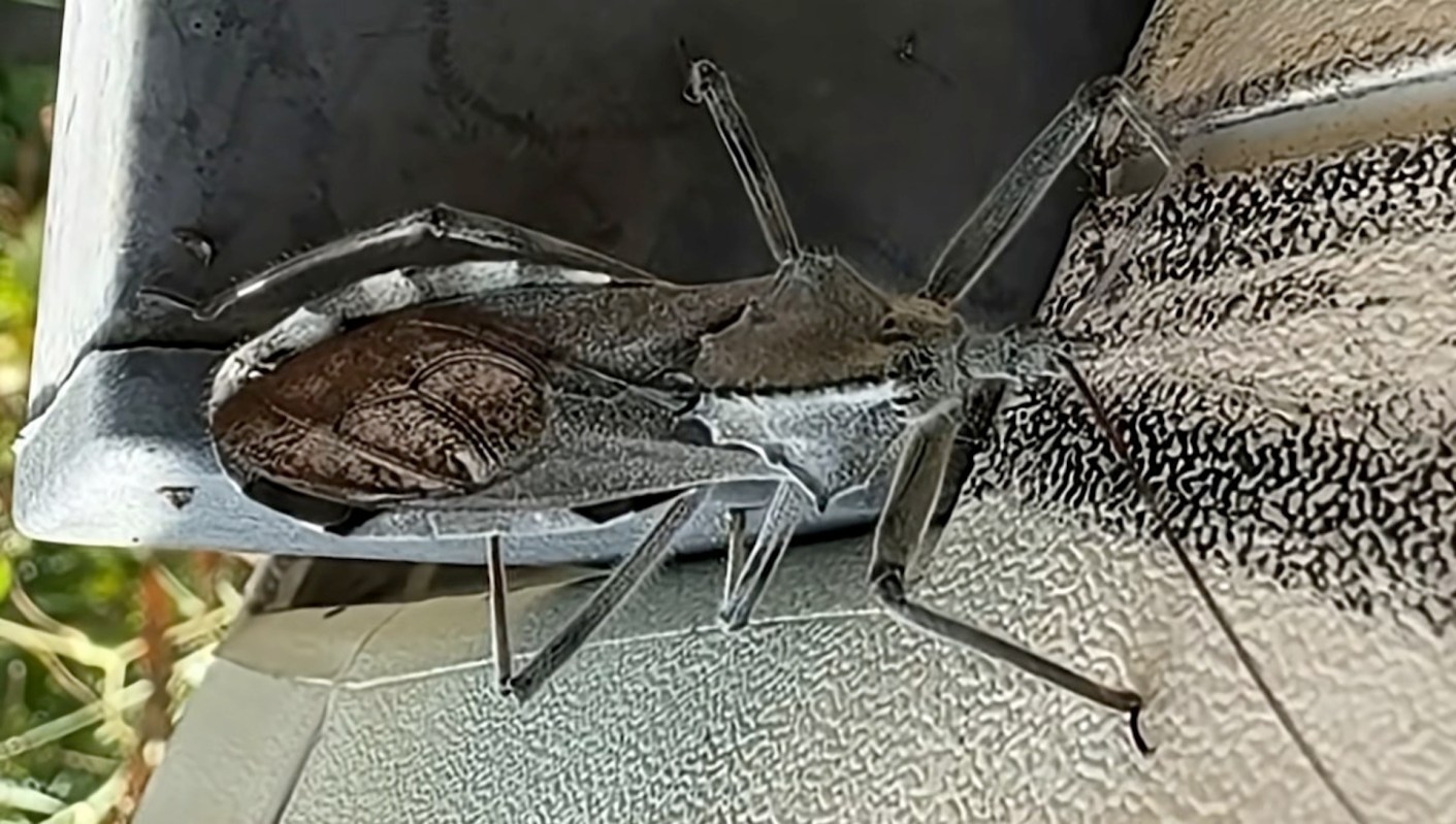 An assassin bug on a ledge.