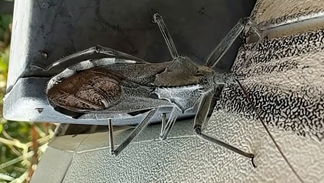 An assassin bug on a ledge.