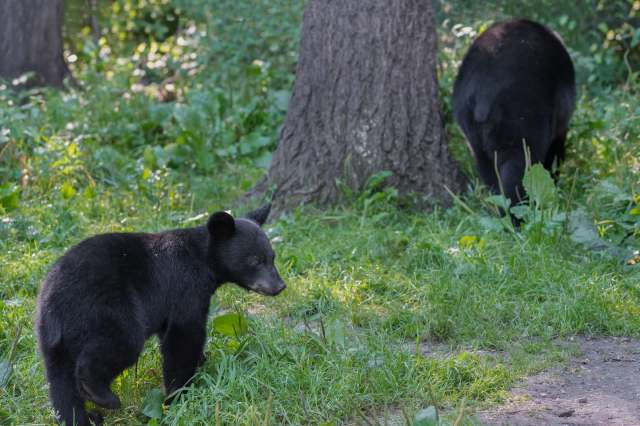 Two black bears.