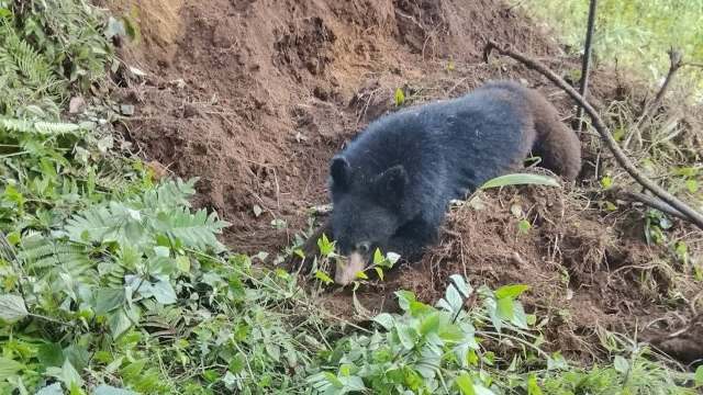 An Asiatic black bear.