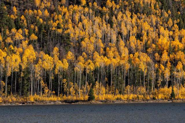 A grove of Aspen trees.