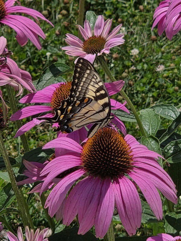 A butterfly on pink coneflowers.