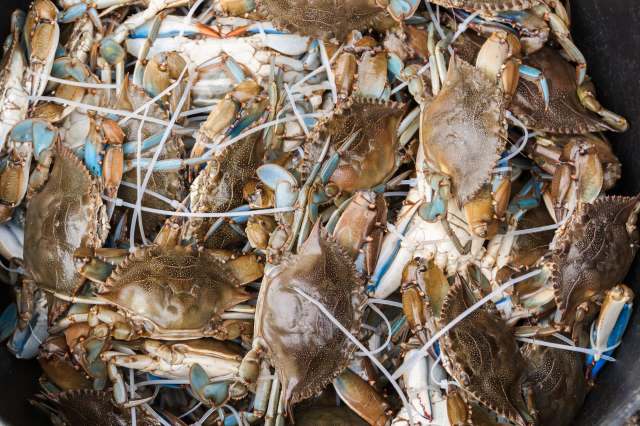Crabs in a container.