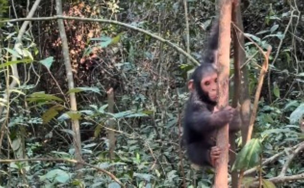 A baby chimpanzee clinging to a tree.