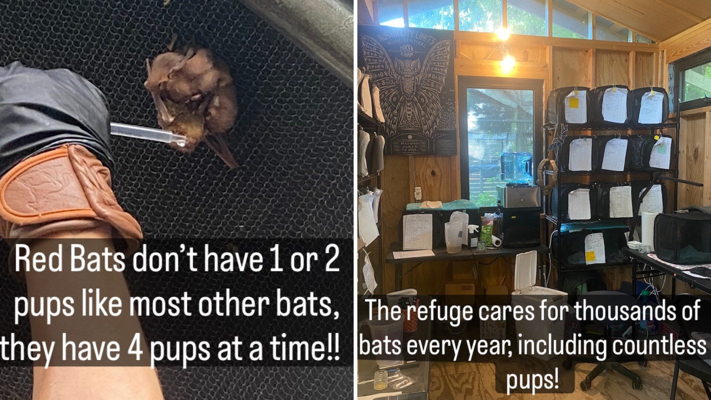 A close-up of a hand holding a baby bat, alongside a view of a bat care facility filled with equipment and supplies.