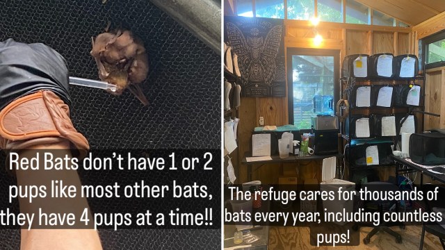 A close-up of a hand holding a baby bat, alongside a view of a bat care facility filled with equipment and supplies.