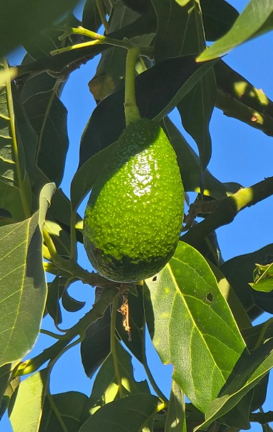 An avocado on a tree.