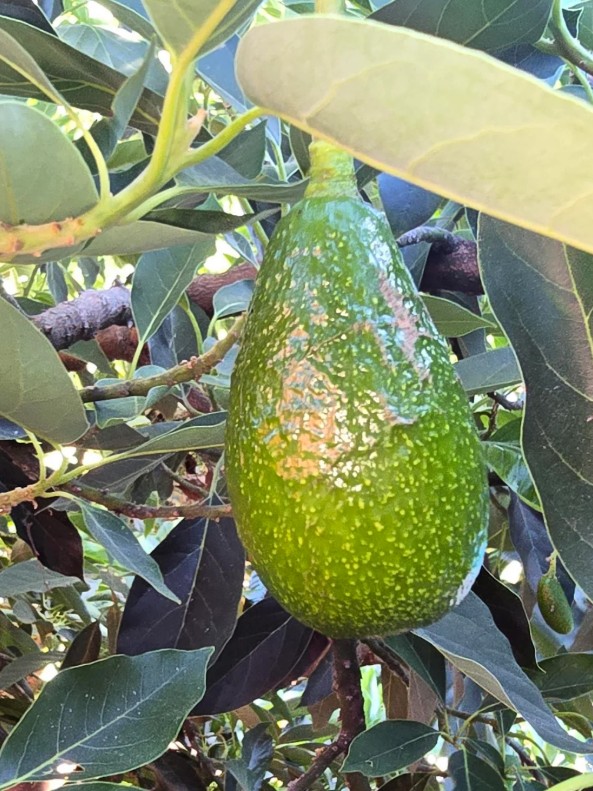 An avocado on a tree.