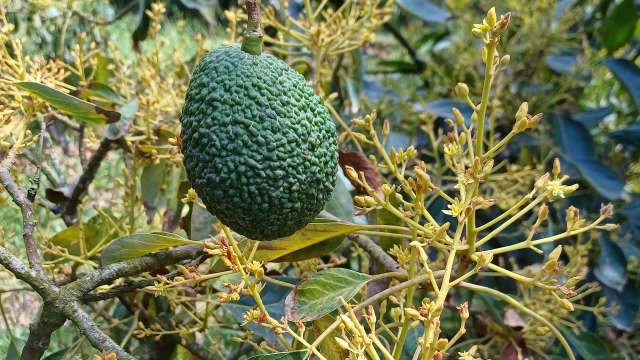 An avocado on a tree.
